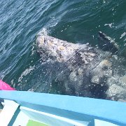 IMG 0001 2 (339)